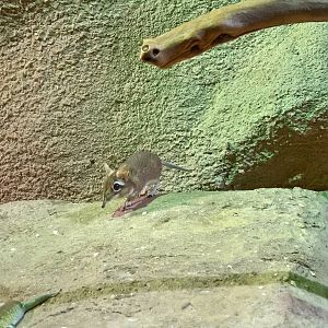 Rufous elephant shrew