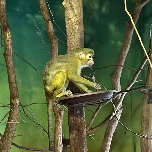 Northern talapoin monkey