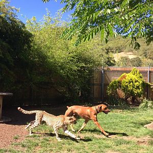 Cheetah and Anatolian Hound feeding and conditioning