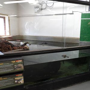 Cuvier's Dwarf Caiman Exhibit