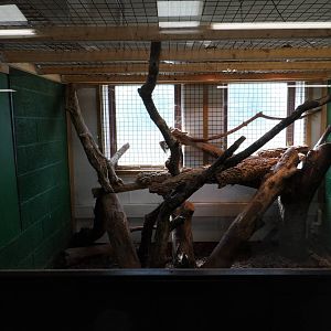 Lace Monitor Exhibit