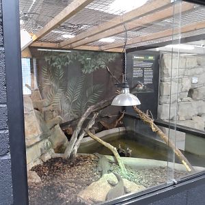 Mertens' Water Monitor Exhibit