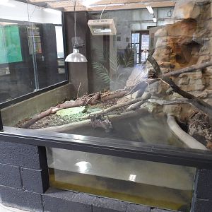 Mertens' Water Monitor Exhibit