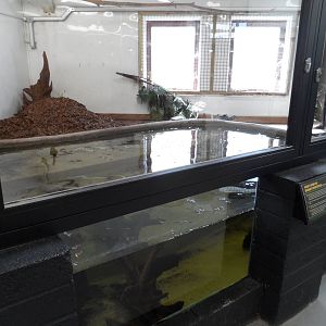 West African Dwarf Crocodile Exhibit