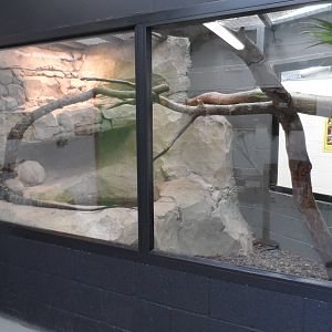 Salvadori's Monitor Exhibit
