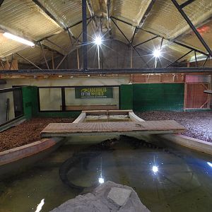 American Alligator Exhibit