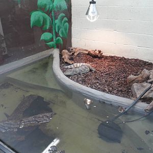 Broad-snouted Caiman Exhibit