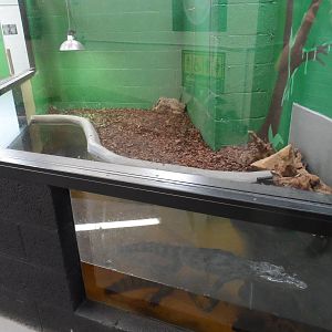 Spectacled Caiman Exhibit
