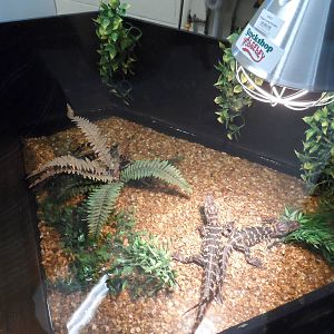 American Alligator Hatchlings