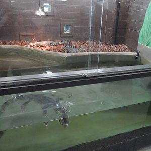 Yacare Caiman Exhibit