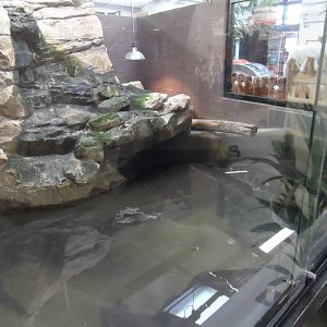 Schneider's Dwarf Caiman Exhibit