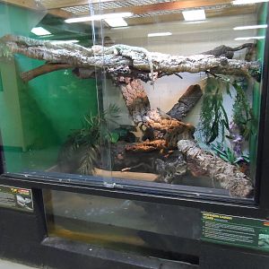 Northern Caiman Lizard and Plumed Basilisk Exhibit