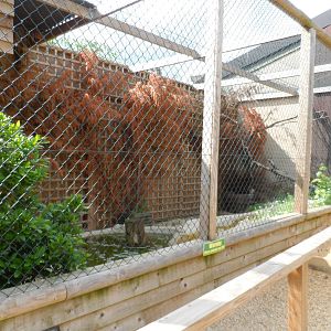 Bengal Eagle-owl Aviary