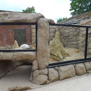 Meerkat Exhibit