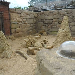 Meerkat Exhibit