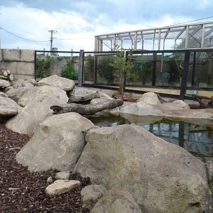 Asian Short-clawed Otter Exhibit