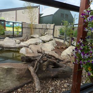 Asian Short-clawed Otter Exhibit