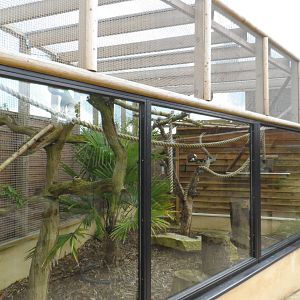 Cotton-top Tamarin Exhibit