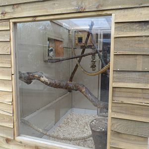 Cotton-top Tamarin House