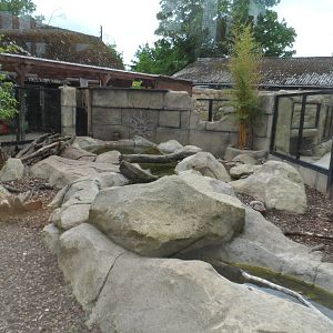 Asian Short-clawed Otter Exhibit