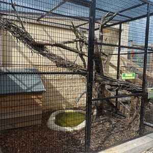 Green Iguana Exhibit