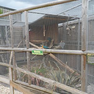 Blue-and-yellow Macaw Aviary