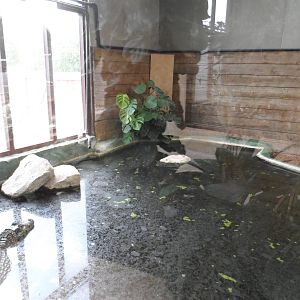 Black Caiman Exhibit