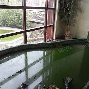 Chinese Alligator Exhibit