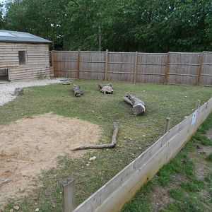 African Spurred Tortoise Exhibit