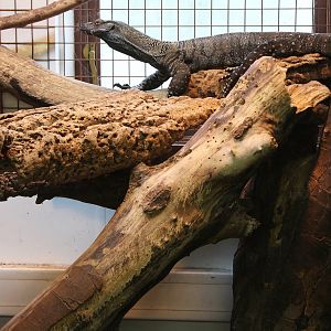 Lace Monitor (Varanus pictus) May 2016