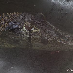 Black Caiman (Melanosuchus niger) May 2016