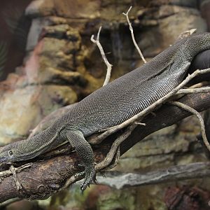 Mertens Water Monitor (Varanus mertensi) May 2016