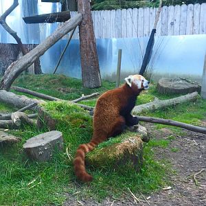 Red Panda