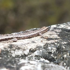 Ragged Snake-eyed Skink