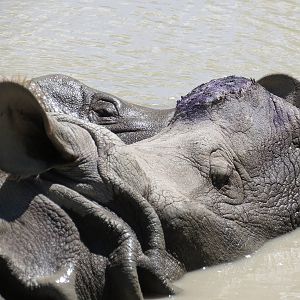 Indian Rhino