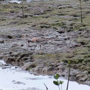 Godwit Species