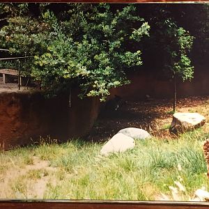 Scanned Photos 1990s LA Zoo