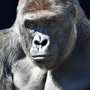 Mar. 2016 - Gorilla World - Harambe