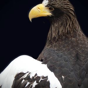 Dec. 2014 - Eagle Eyrie - Steller's Sea Eagle