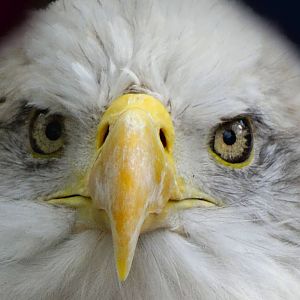 Sep. 2015 - Cats of the Americas - Bald Eagle