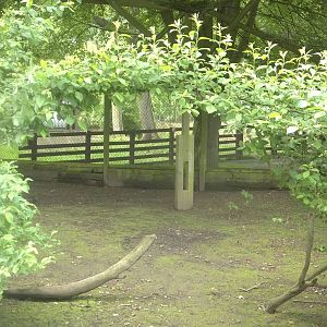 Willow archway in walk-through aviary freshly pruned, 17th June 2016