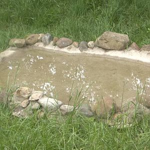Close-up view of enlarged pool in exhibit for Raccoon Dogs, 17th June 2016