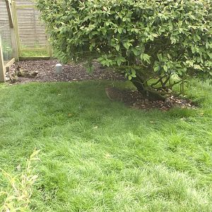 New turf in aviary for Himalayan Monals not excavated! 12th June 2016