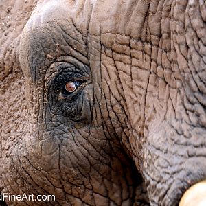 Summer Safari Nights