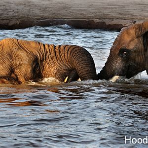 Summer Safari Nights