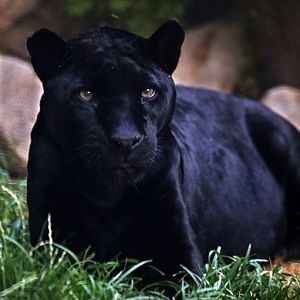 Summer Safari Nights