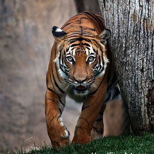 Summer Safari Nights