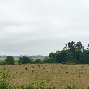 Roosevelt Elk - Oregon