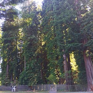 World's Tallest Cow amidst some of the World's Tallest Trees
