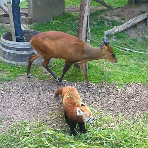 Red Panda and Muntjac